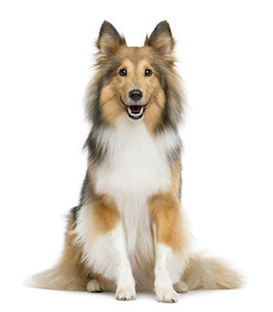 48903849 – shetland sheepdog sitting in front of a white background