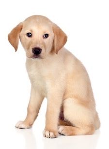 15119822 – beautiful labrador retriever puppy isolated on white background